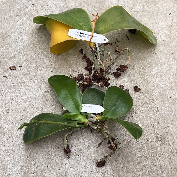 全部花苞瑕疵福利