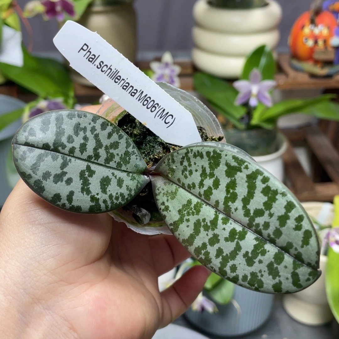 当前无花栽培后可以开花1.7m606