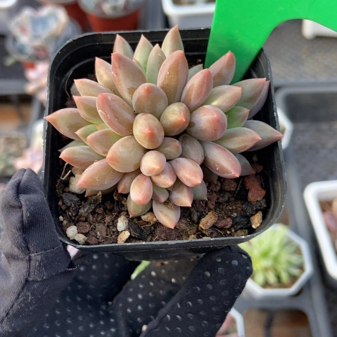 1664车厘子多肉植物