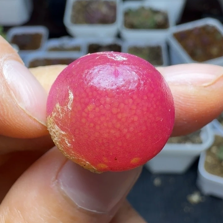 559灯泡一颗588888888