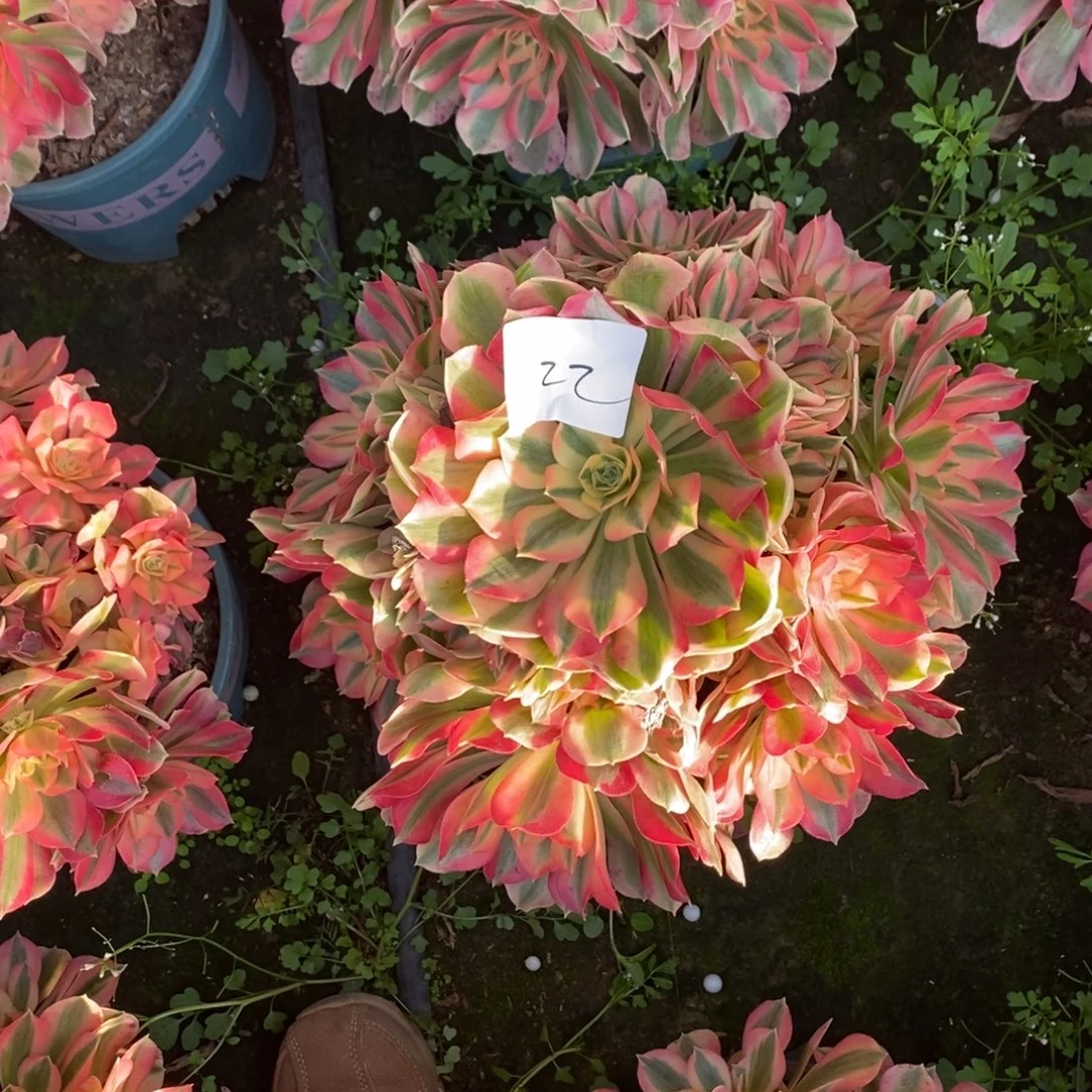 22号粉女巫多肉1颗多肉