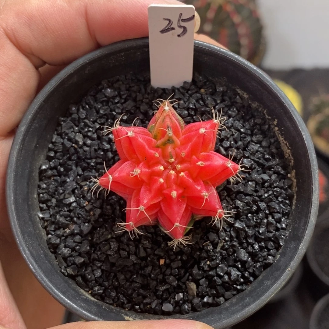 精品米哈—脱土发货45