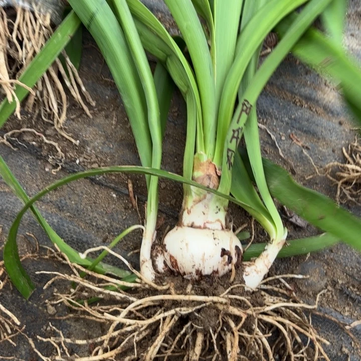 无花朵阿黛尔包对版