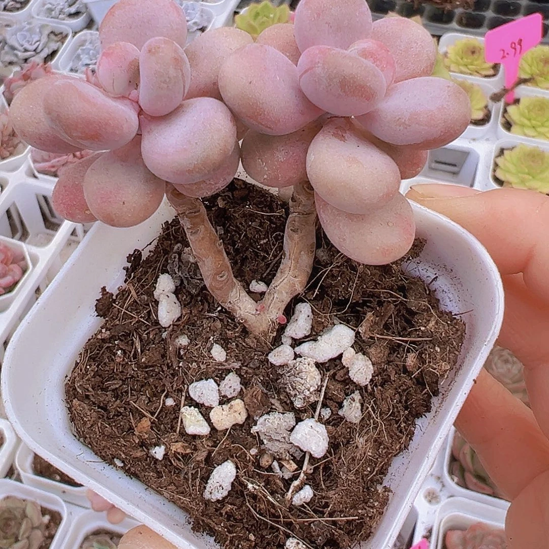 双头丸叶桃蛋19包邮多肉