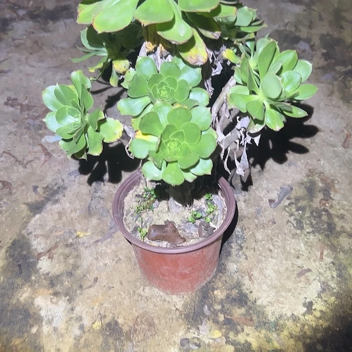 不包侧枝一物一拍34