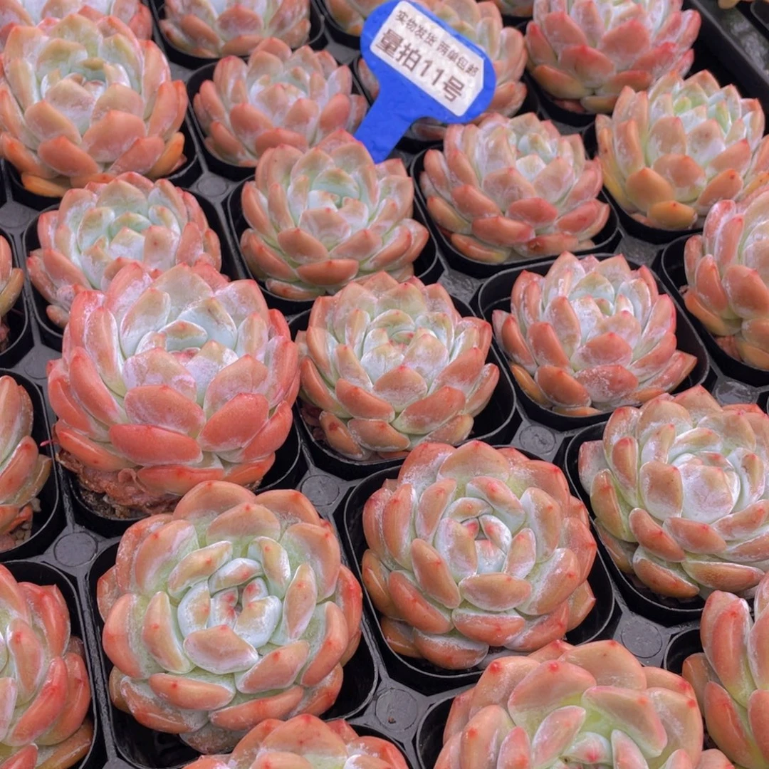 量拍11号 宽叶包包韩橙单头2个