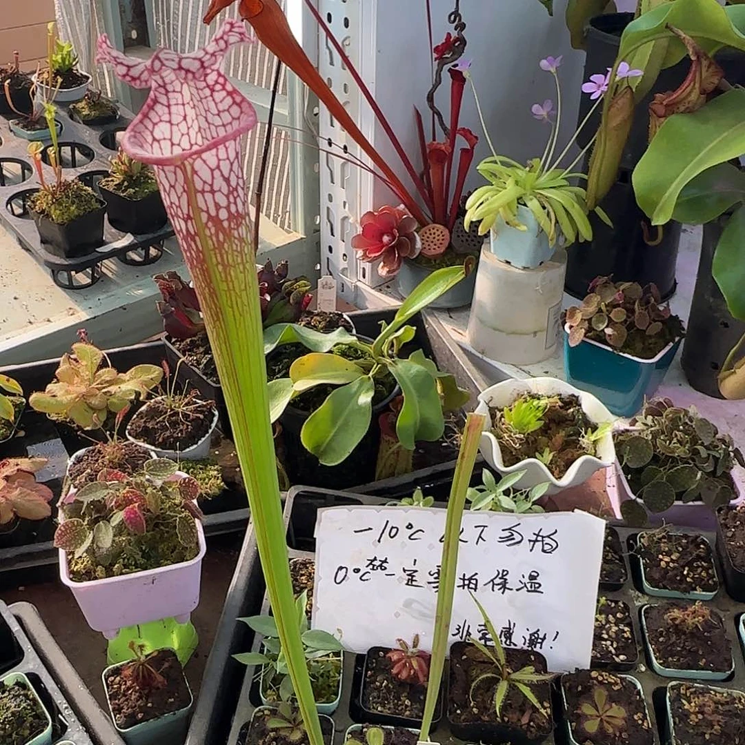 无花朵泰坦巨人瓶子草