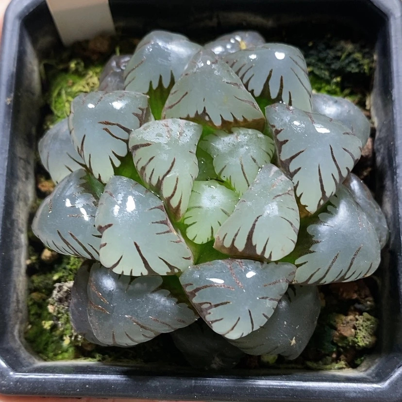 【闪购商品】34孔明灯