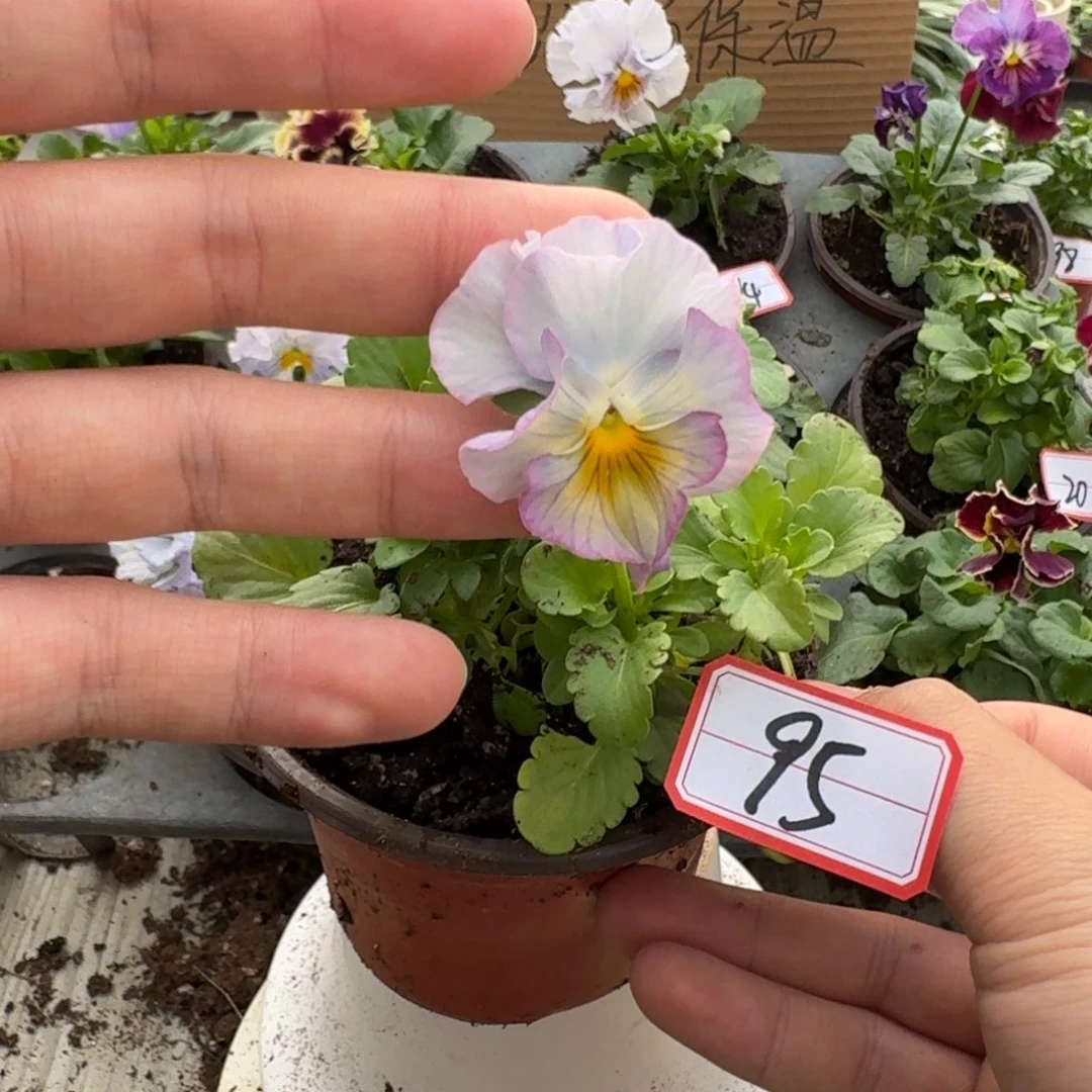 大部分花苞少量开放95