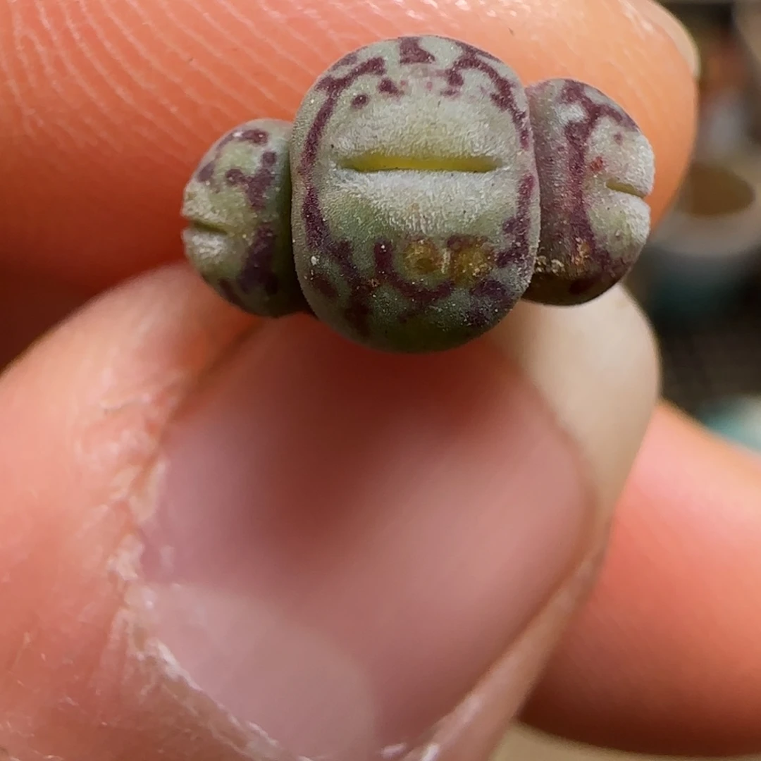 @***。7-126pppppppppppppp