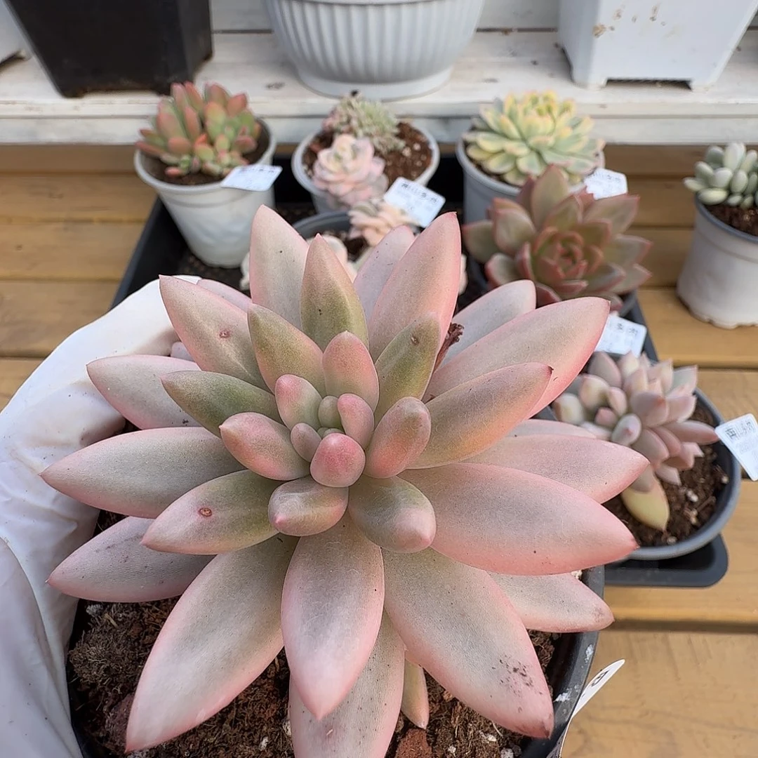 蜜桃啵啵111214-78