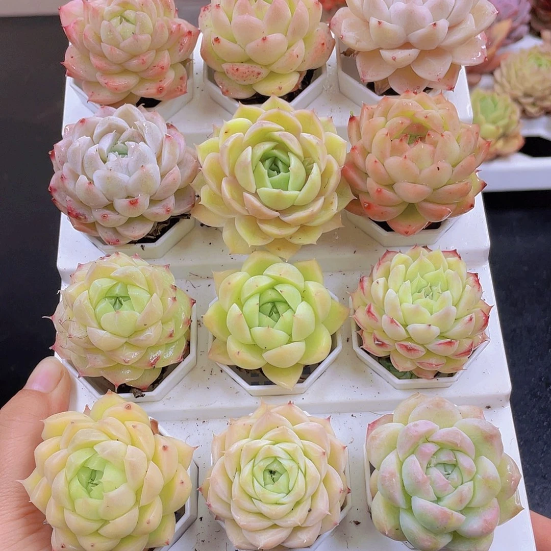 多肉无土栽培多肉植物