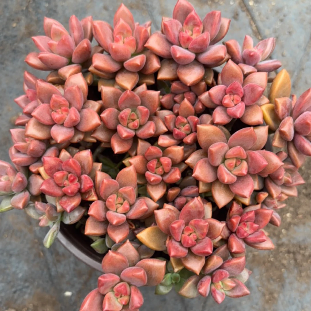 小姬胧月 多肉植物新手好养（全店满9.99包邮）