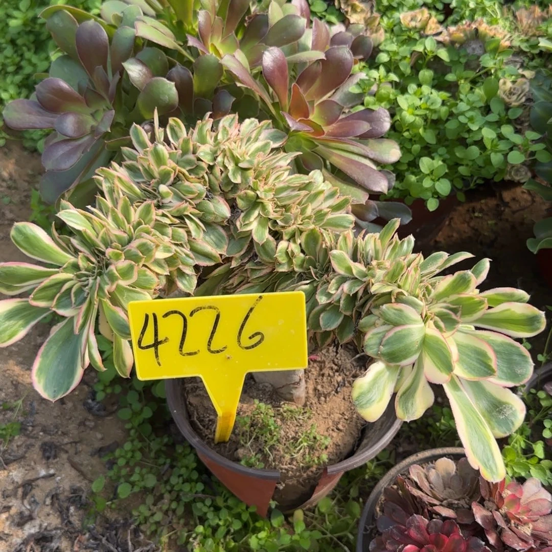 4226--燕姿缀化老桩