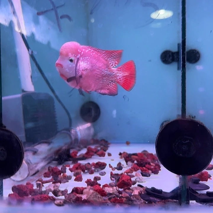 集***号罗汉鱼罗汉鱼换补差价