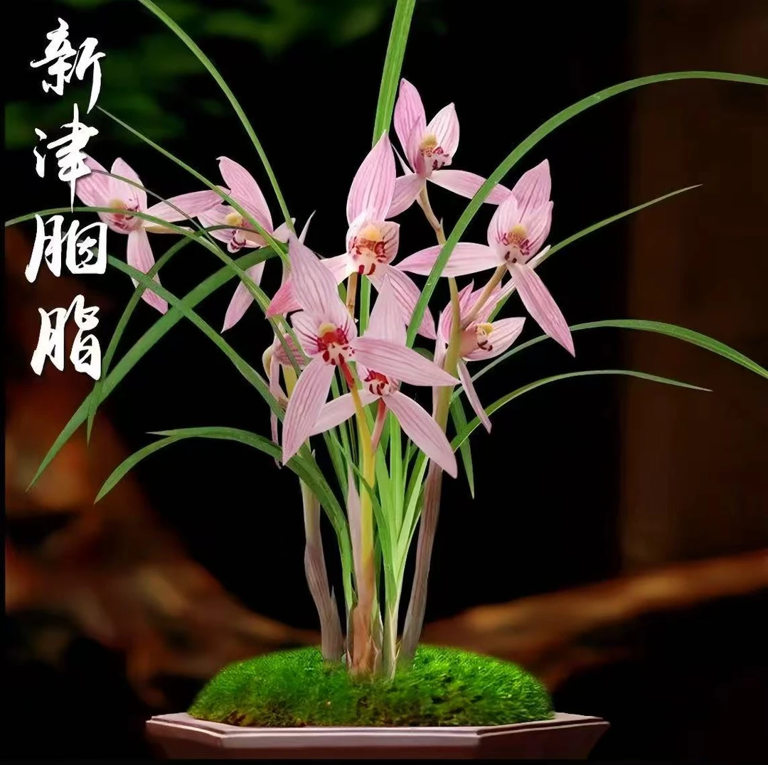 优兰精选——新津胭脂 春剑名品 带花苞 非一物一拍链接