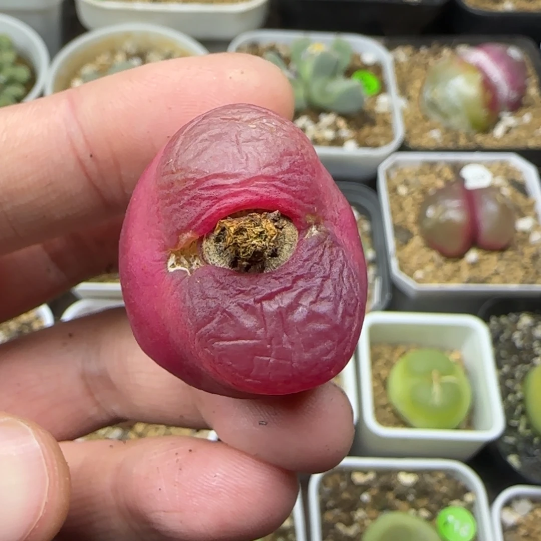 毛****专拍漂亮多肉植物16