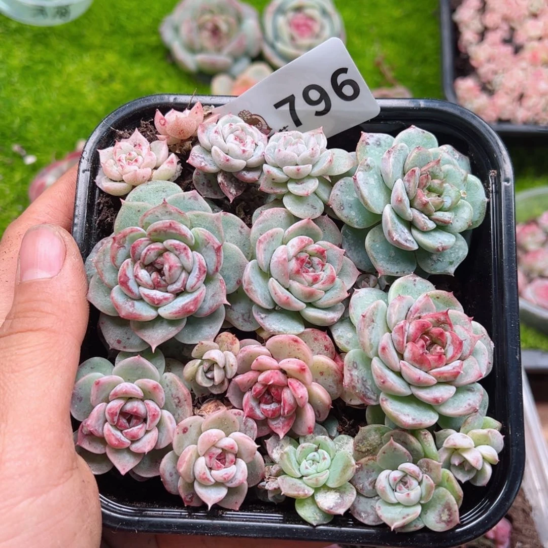 多肉植物多肉植物