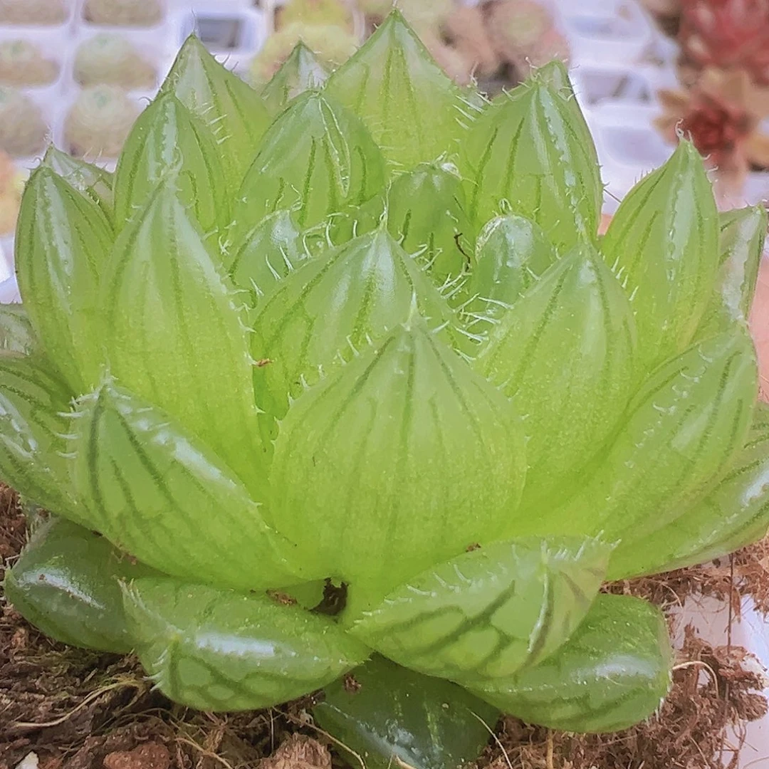 樱水晶19包邮多肉植物