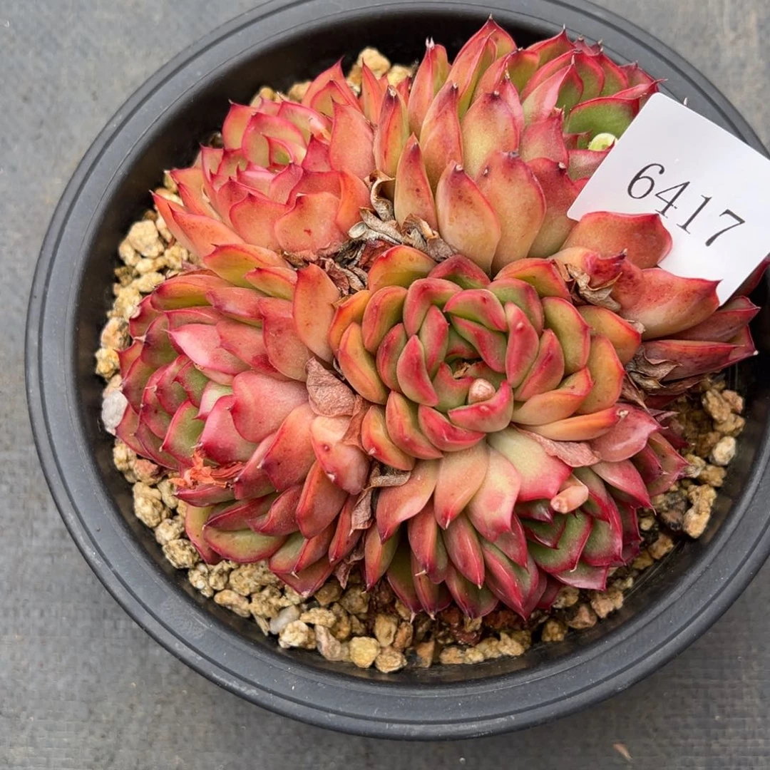 5417多肉多多多多多多