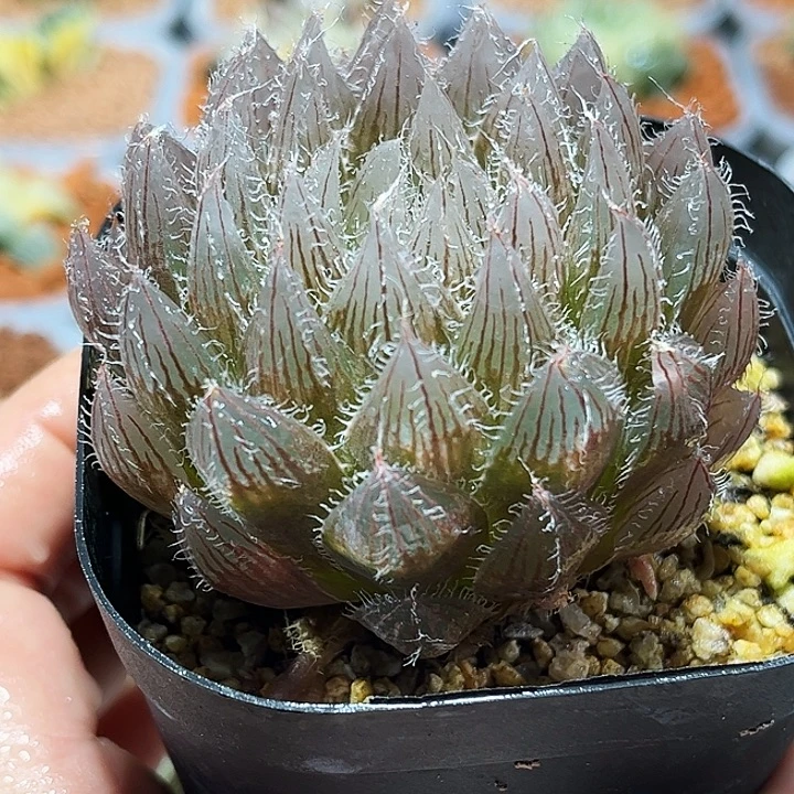 十二卷多肉实生玉露