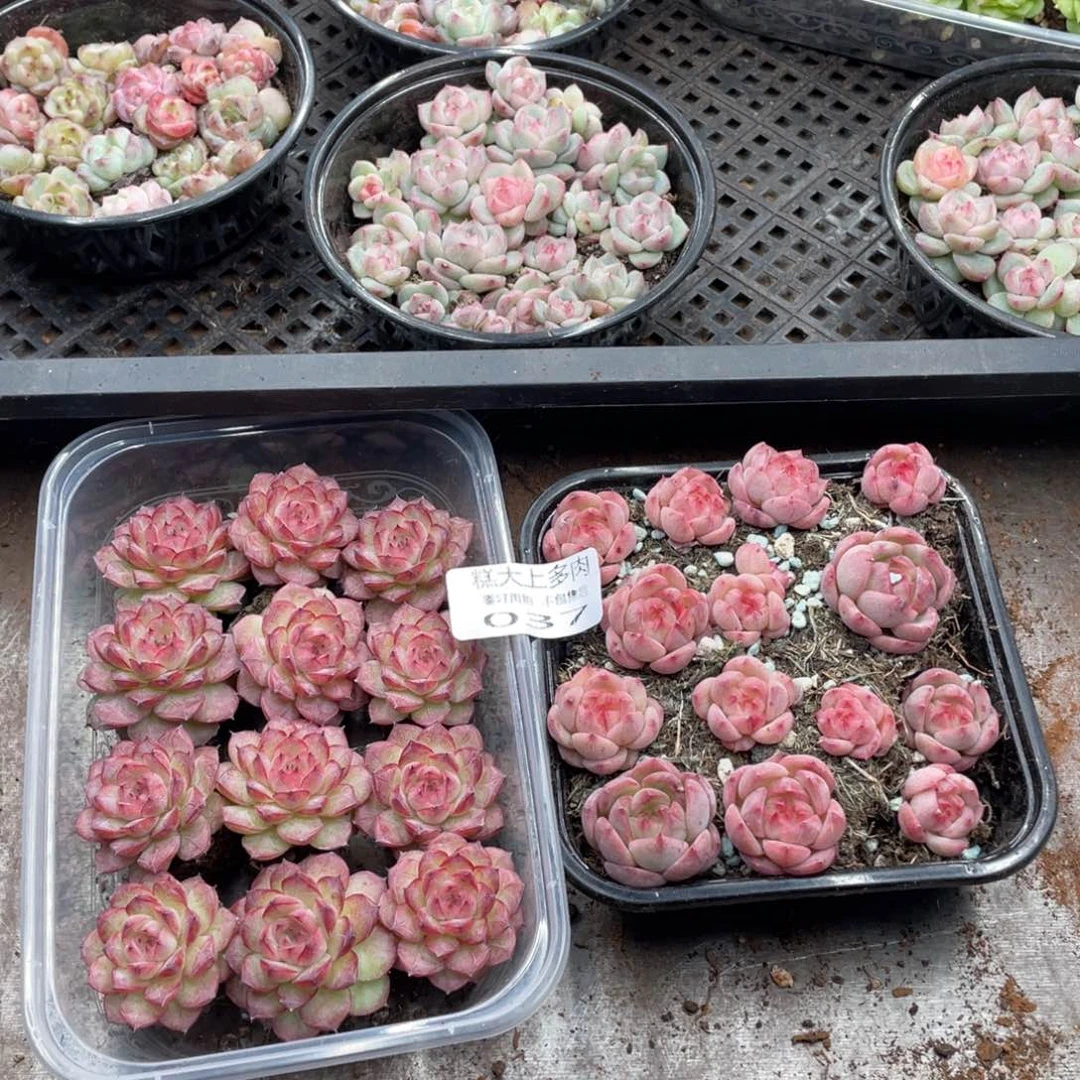 糕大上多肉植物37