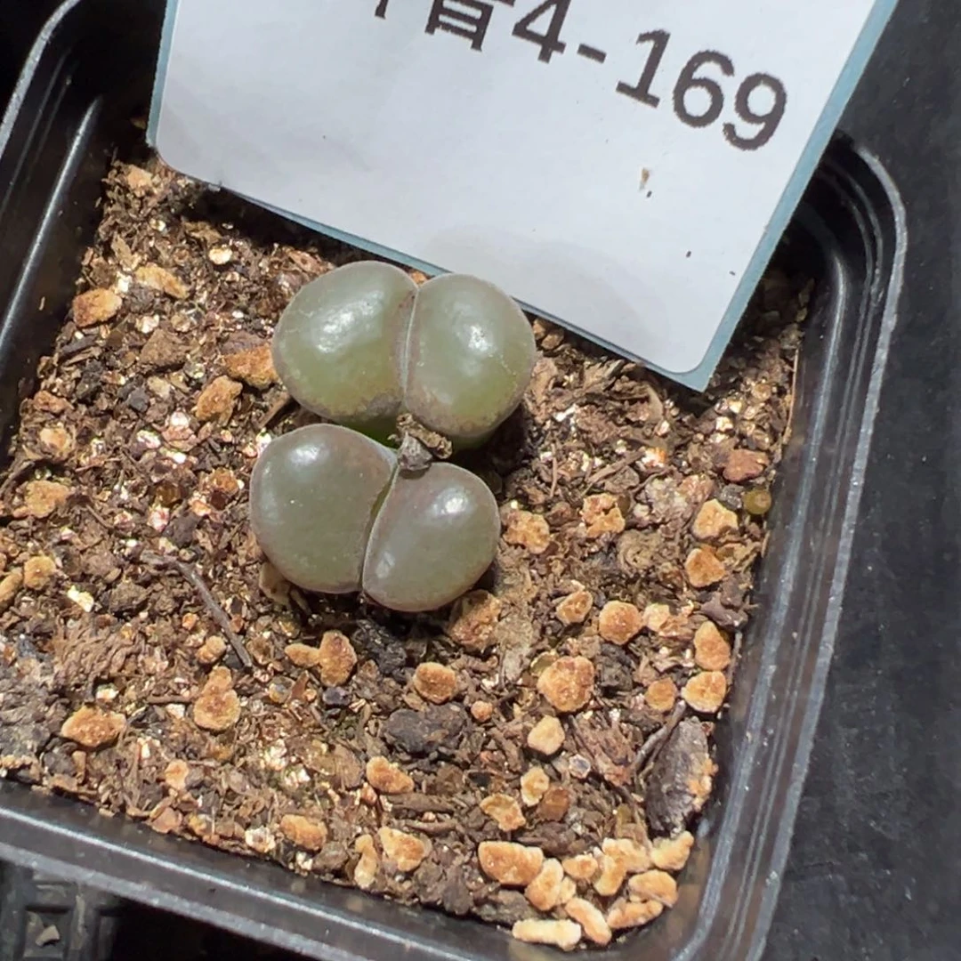 4-169风铃多肉植物