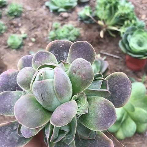 ?***吖帕尔玛一棵多肉植物33