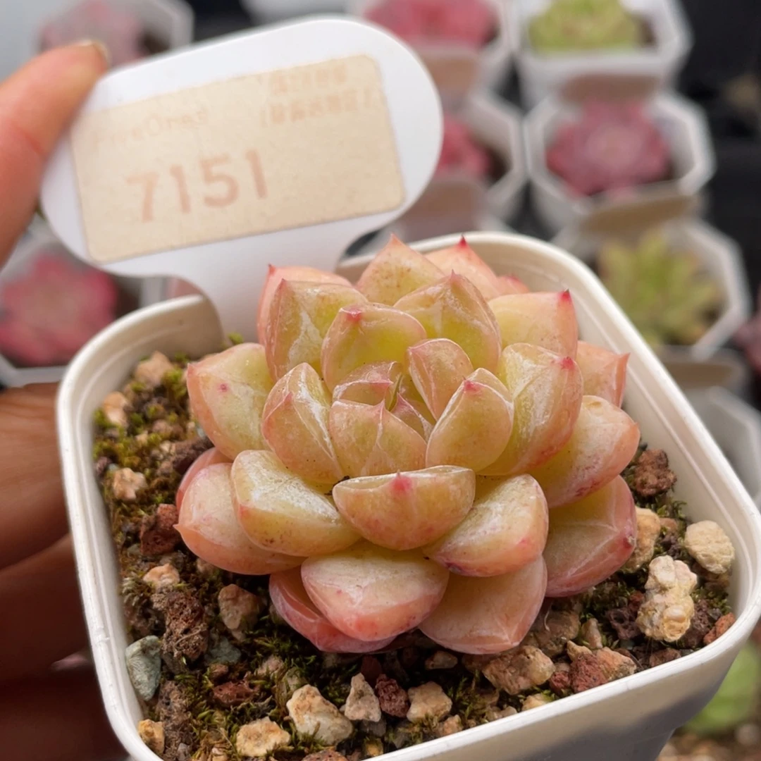 钻石珍妮7151-4.5厘米