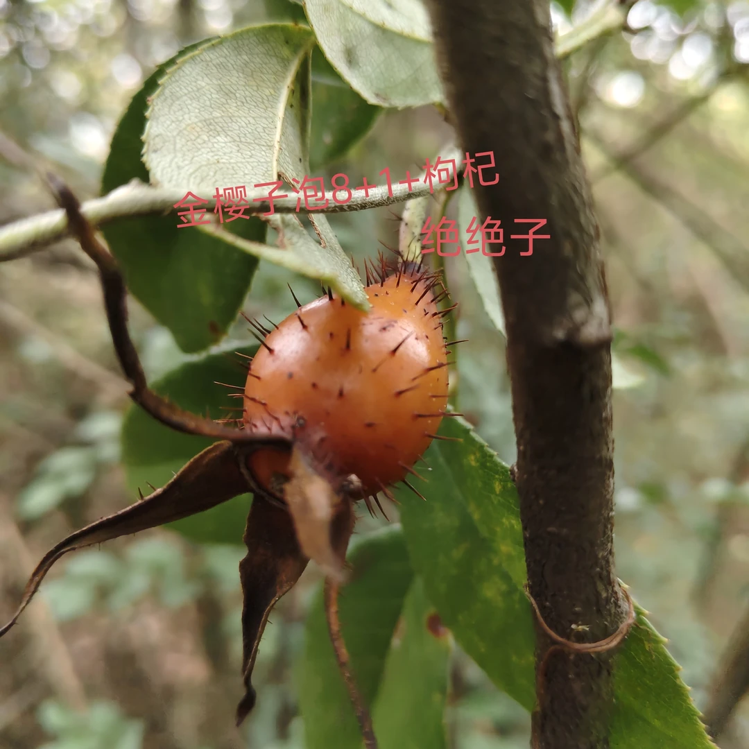 湖南麻阳大山里的刺梨金樱子鲜果，新鲜采摘红色果，泡8+1绝绝子
