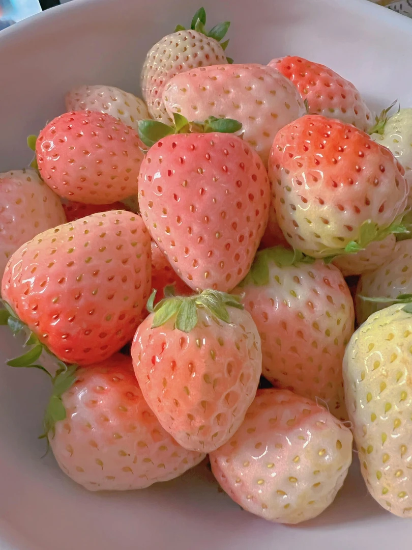 奶油草莓 盆栽果蔬四季种植水果室内外盆栽地栽