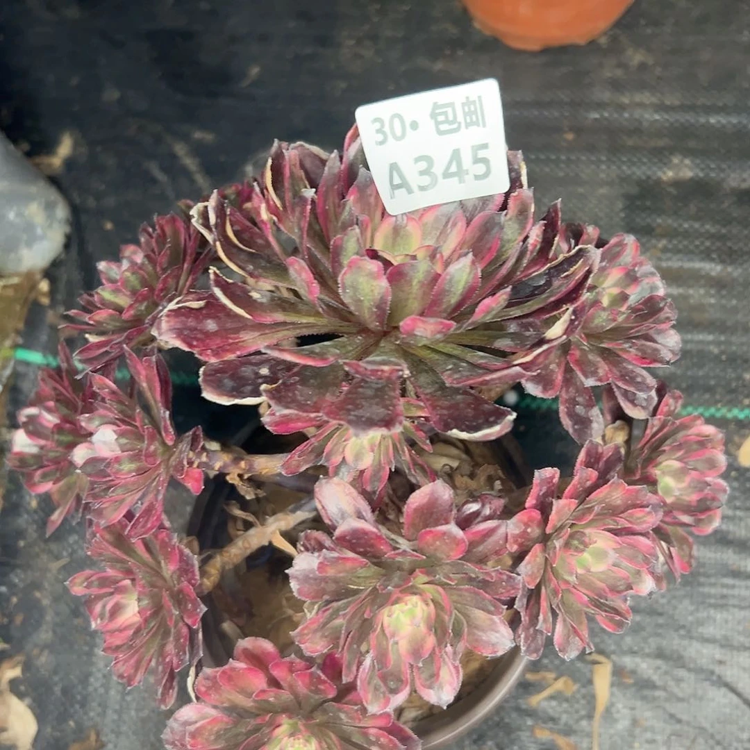 345 多肉法师不包断枝