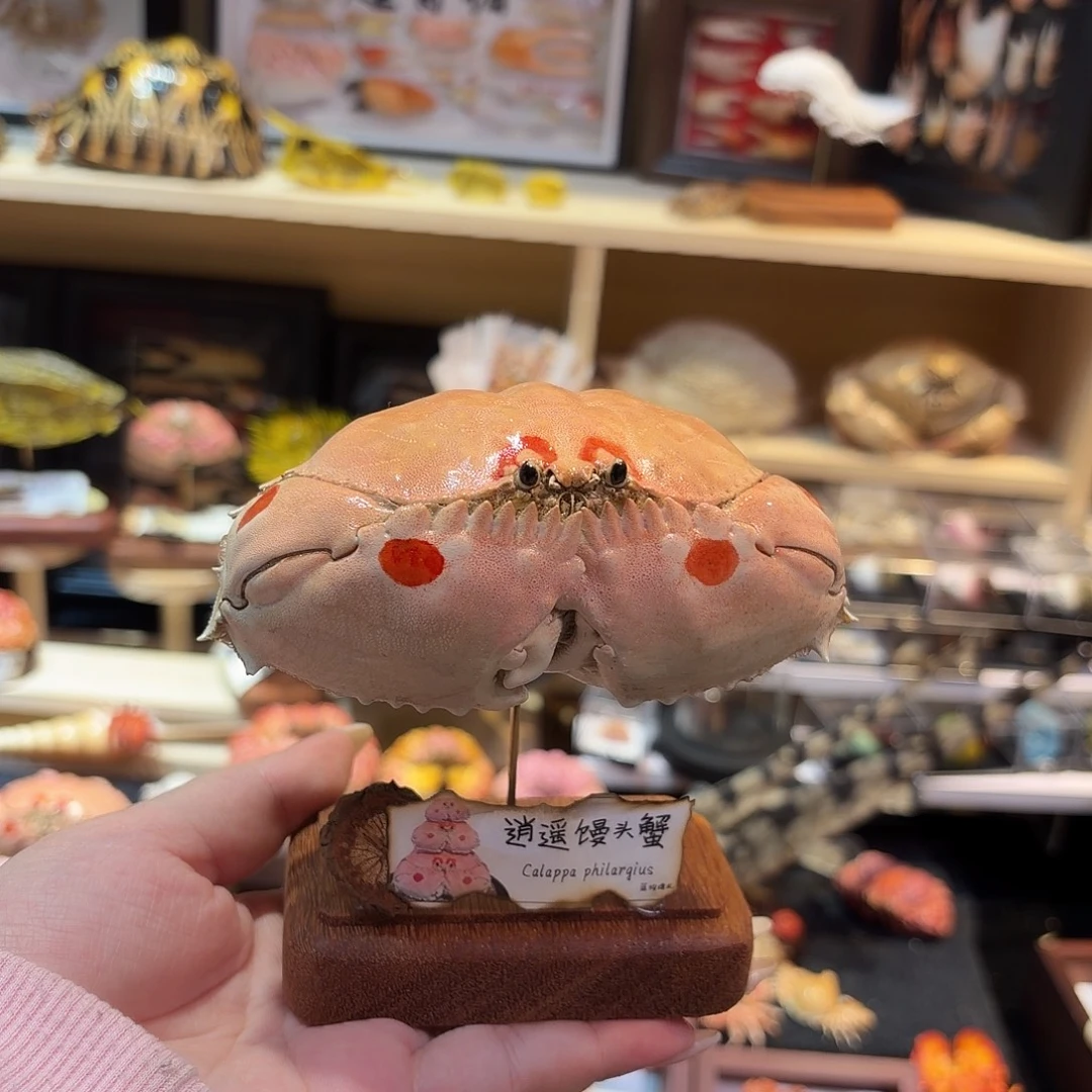 真实逍遥馒头蟹标本