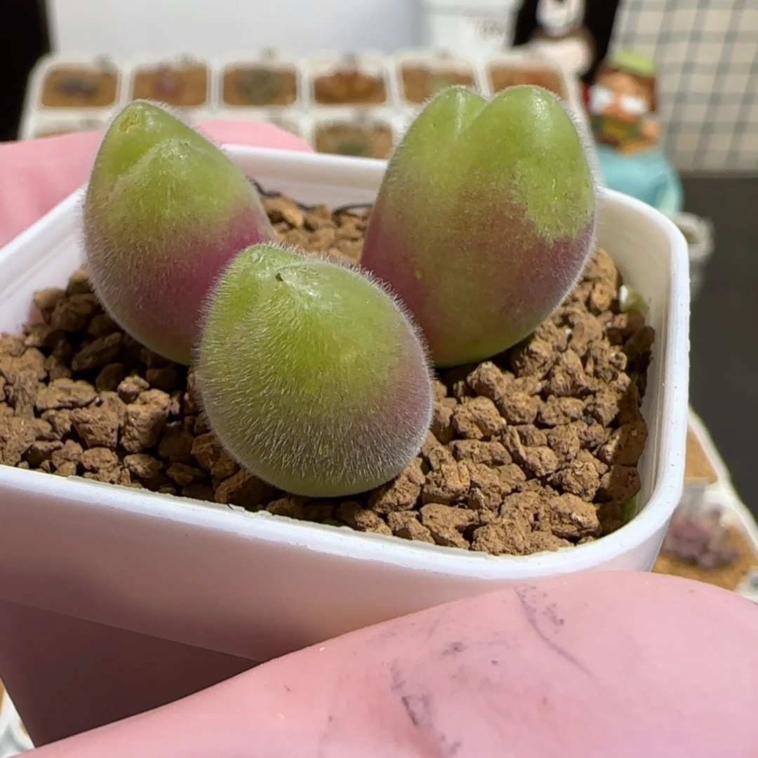 肉锥多肉植物组合-长毛翠滴1508