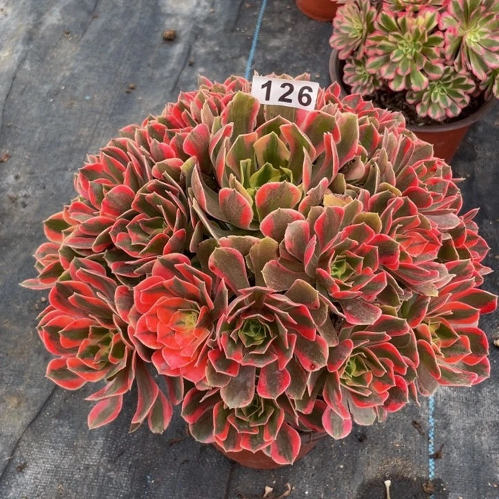 126老庄多肉法师女妖