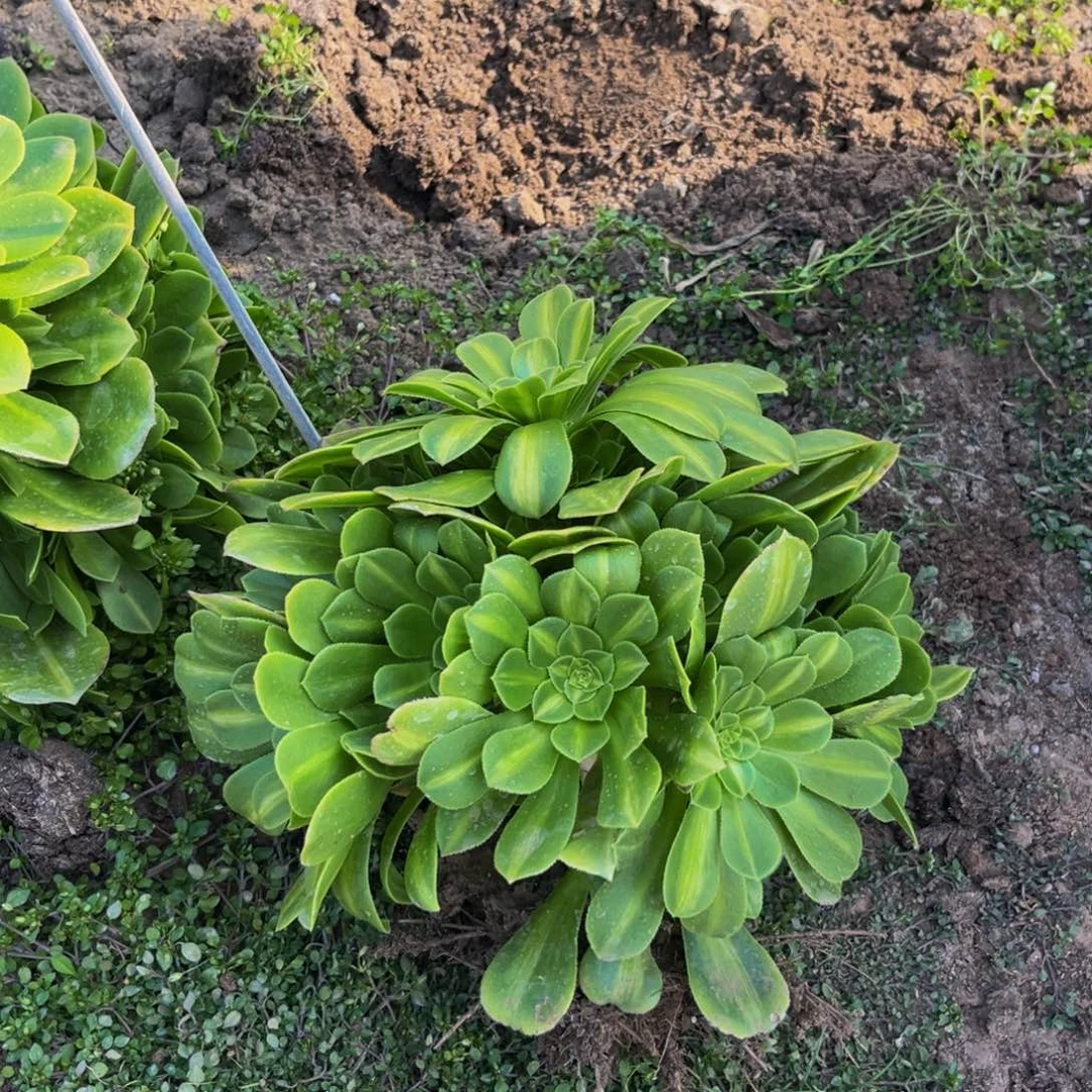明珠翡翠琉璃多肉植物捧花