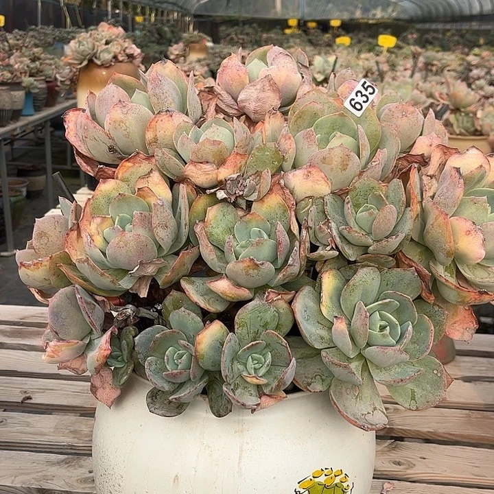 ****语635无售后白凤脱土发货不退不换