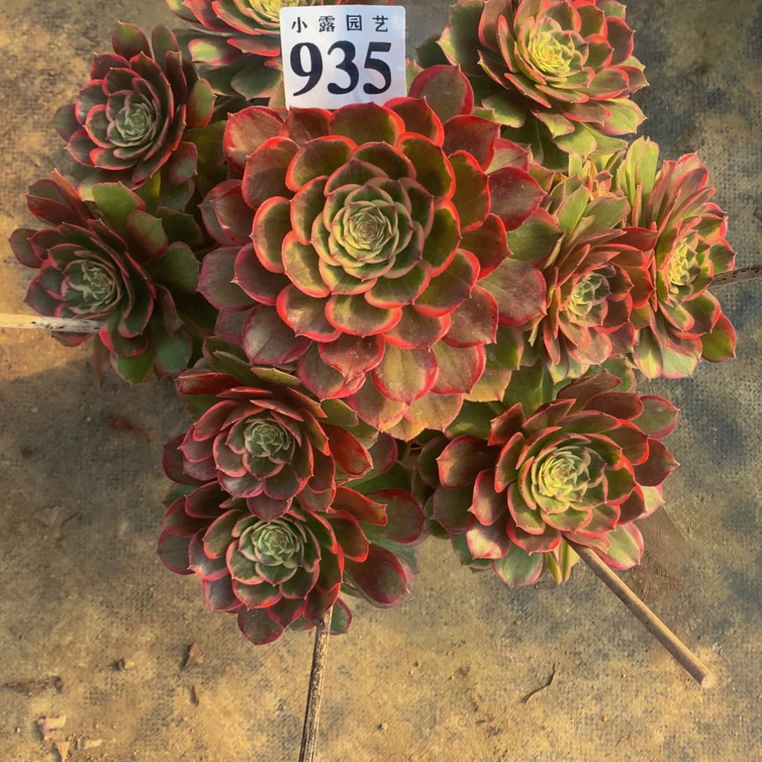 半*多肉粉花妖935.0000