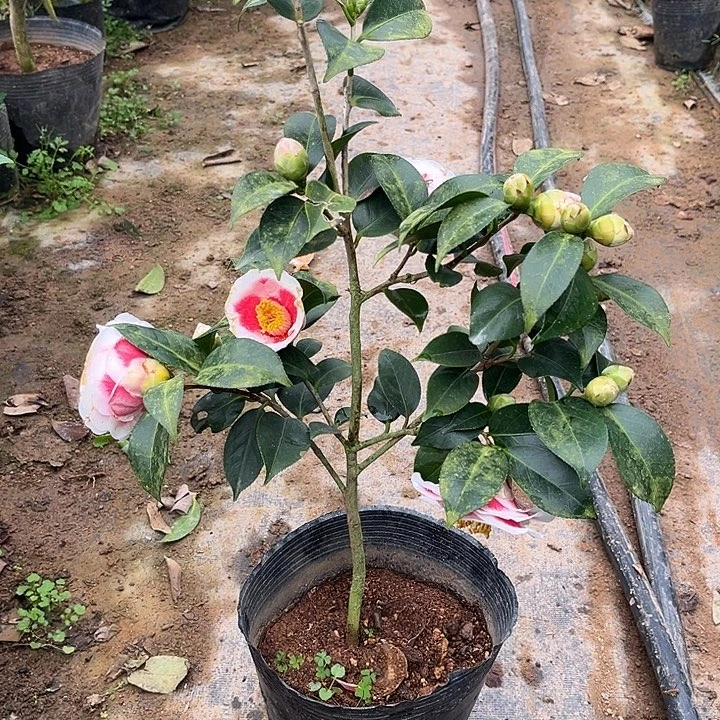 完全开放友之浦茶花