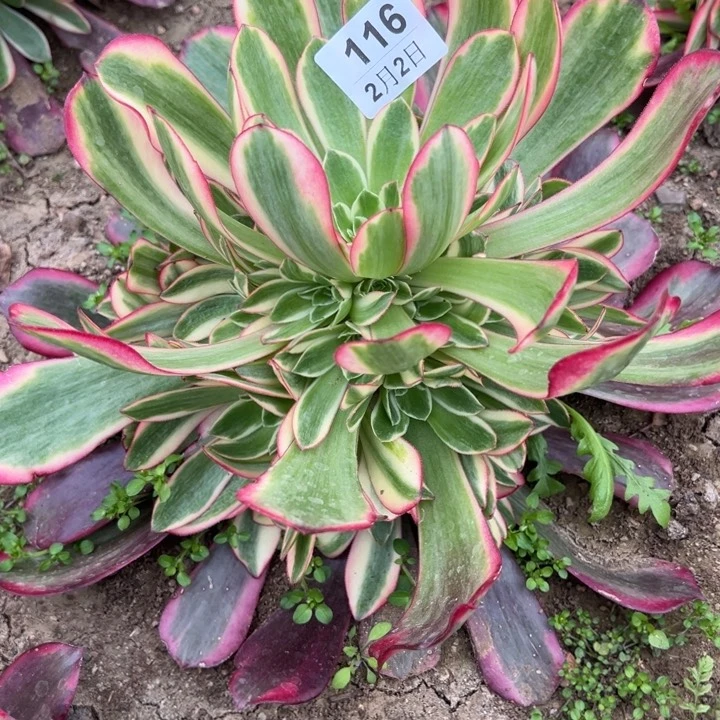 2.2-116凤冠多肉植物4