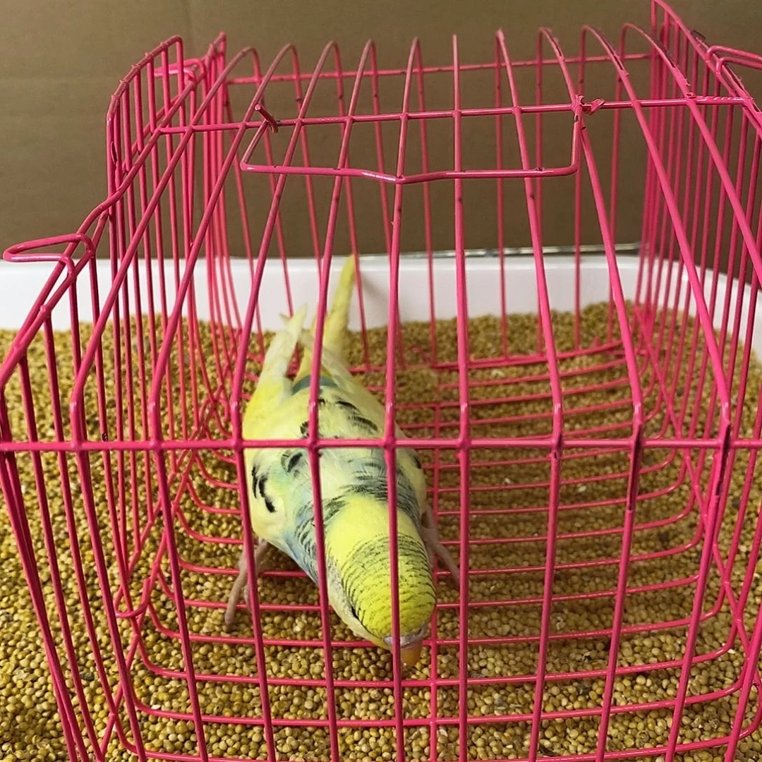 虎皮鹦鹉大头虎皮