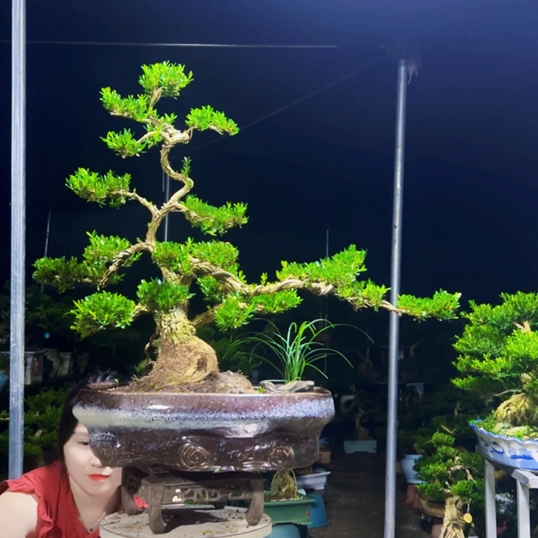 京***少无花朵黄杨木