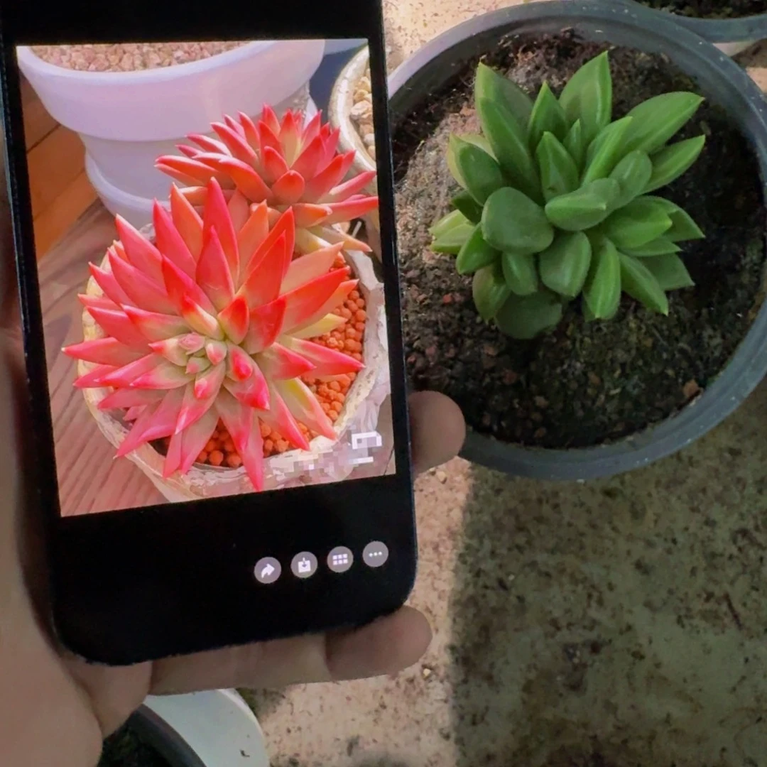 红千手 叶插 一物一拍