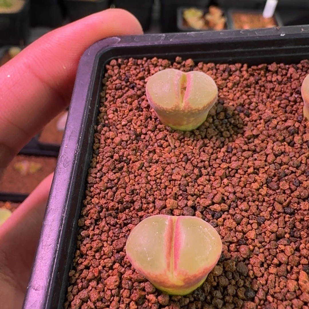 青**?云缦新品特惠7.73