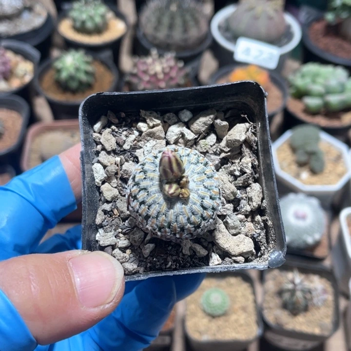 454实生精巧殿仙人球