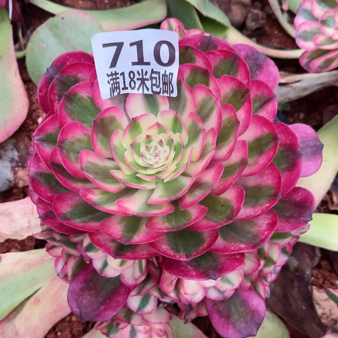 710倾城多肉植物无根
