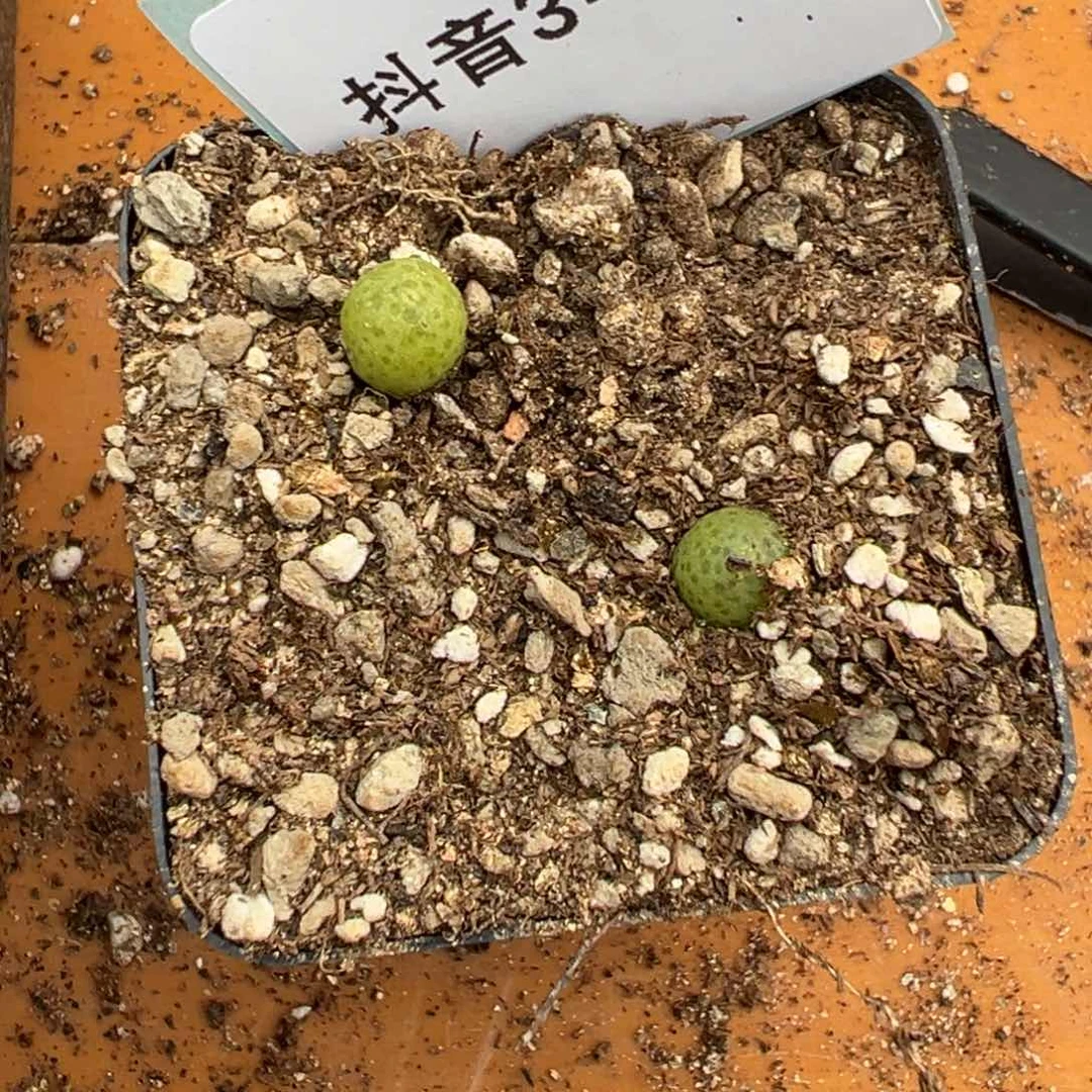 3-134量拍y633恐龙蛋小苗一颗