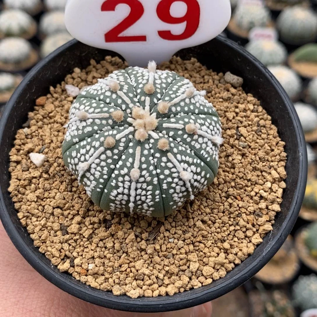 29奇迹系列福利哦