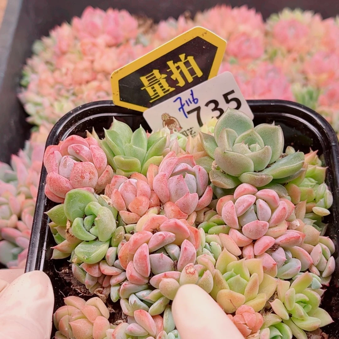多肉植物多肉植物