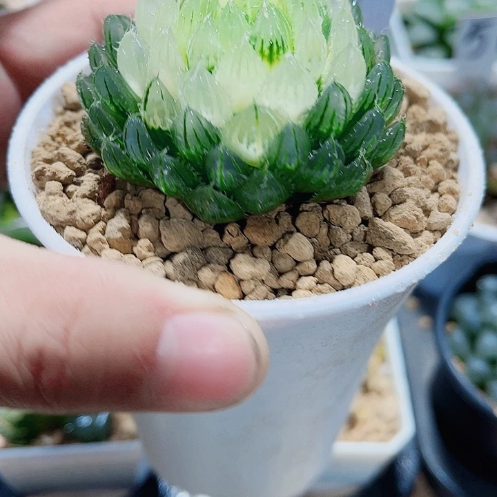 宝莲灯雨露新手福利